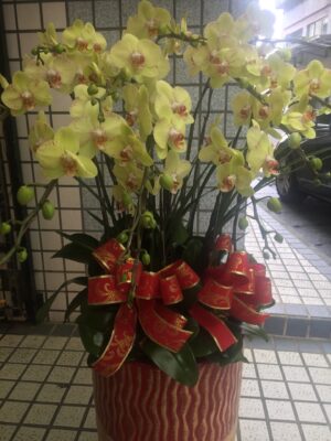 編號:D0027----黃金精緻蘭花高盆